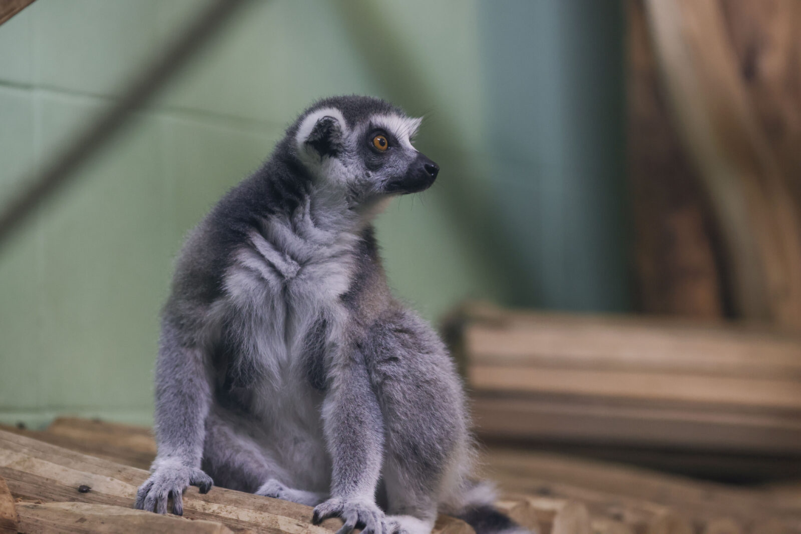 Tarifele de intrare în Grădina Zoologică ar putea crește. Majorarea, în mâna consilierilor generali | FOTO: Inquam Photos / George Călin