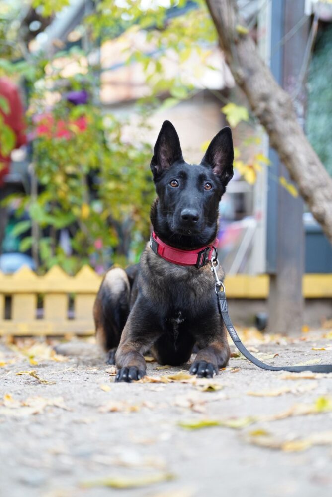 brigada de intervenții canine