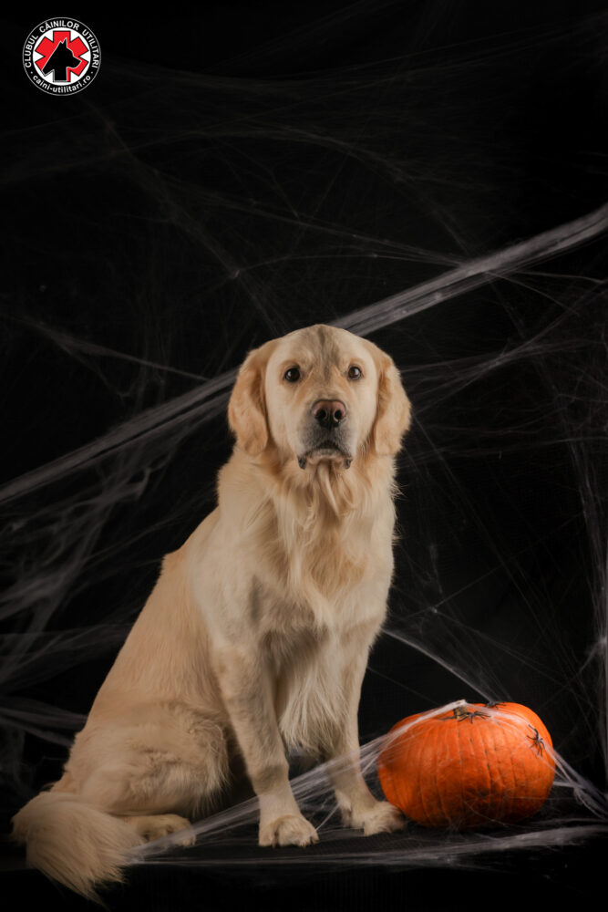 brigada de intervenții canine