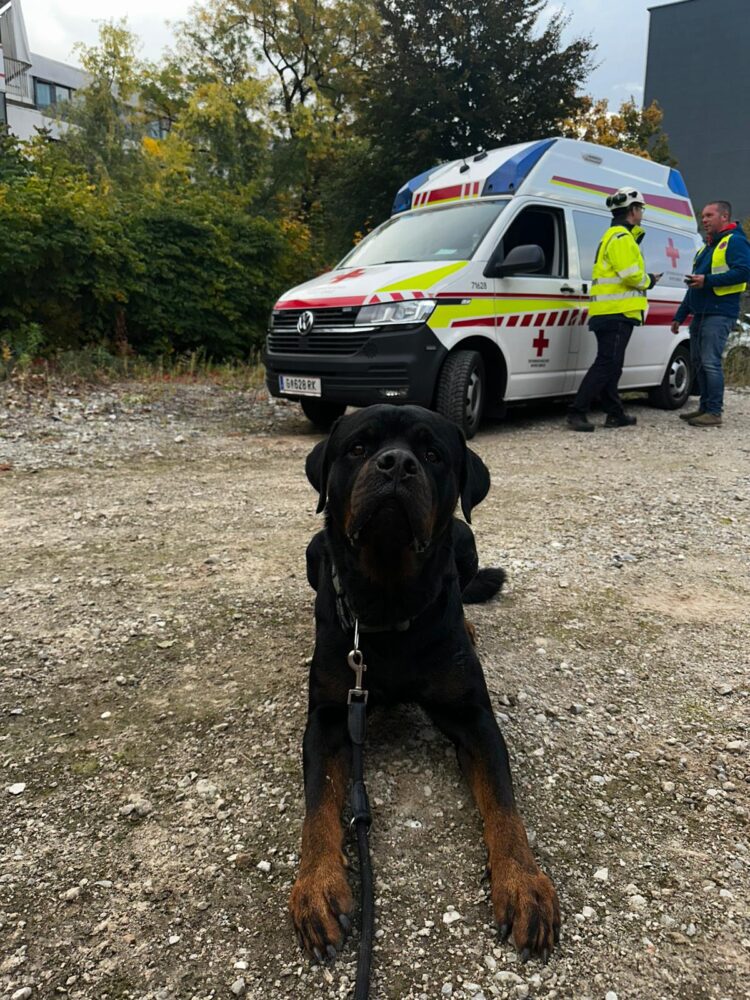 brigada de intervenții canine