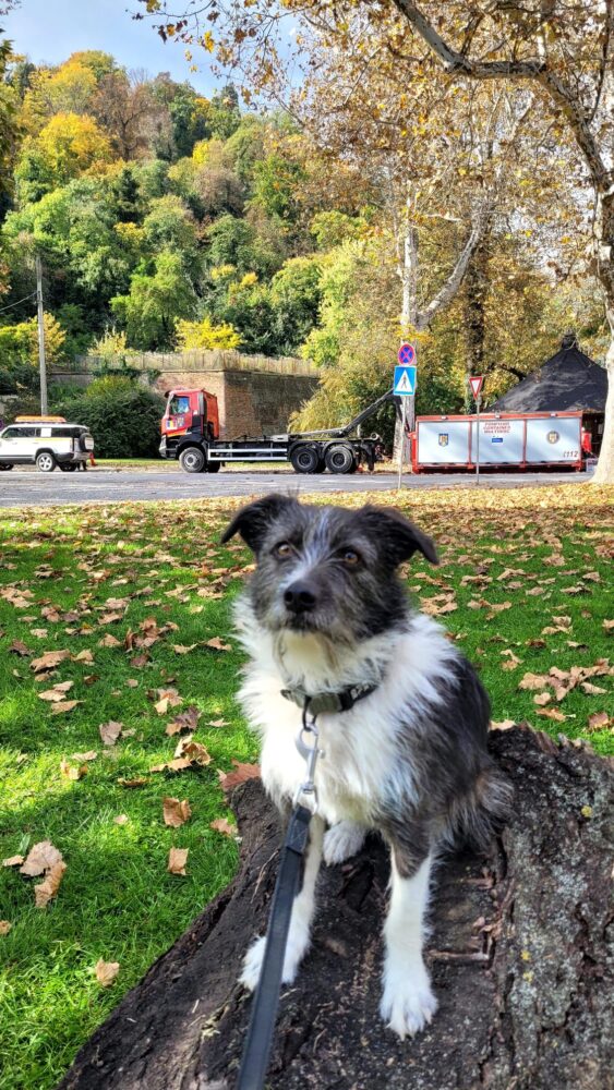 brigada de intervenții canine