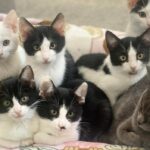 Târg de adopții de pisici