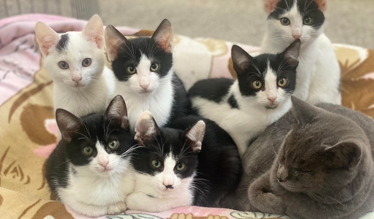 Târg de adopții de pisici