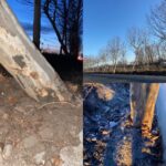 Primăria cumpără arbori de 50.000 de euro pentru