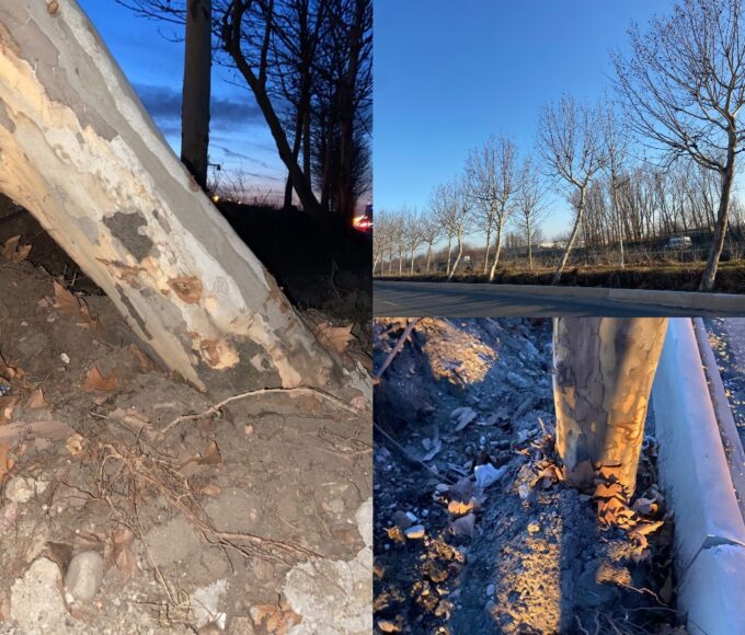 Primăria cumpără arbori de 50.000 de euro pentru