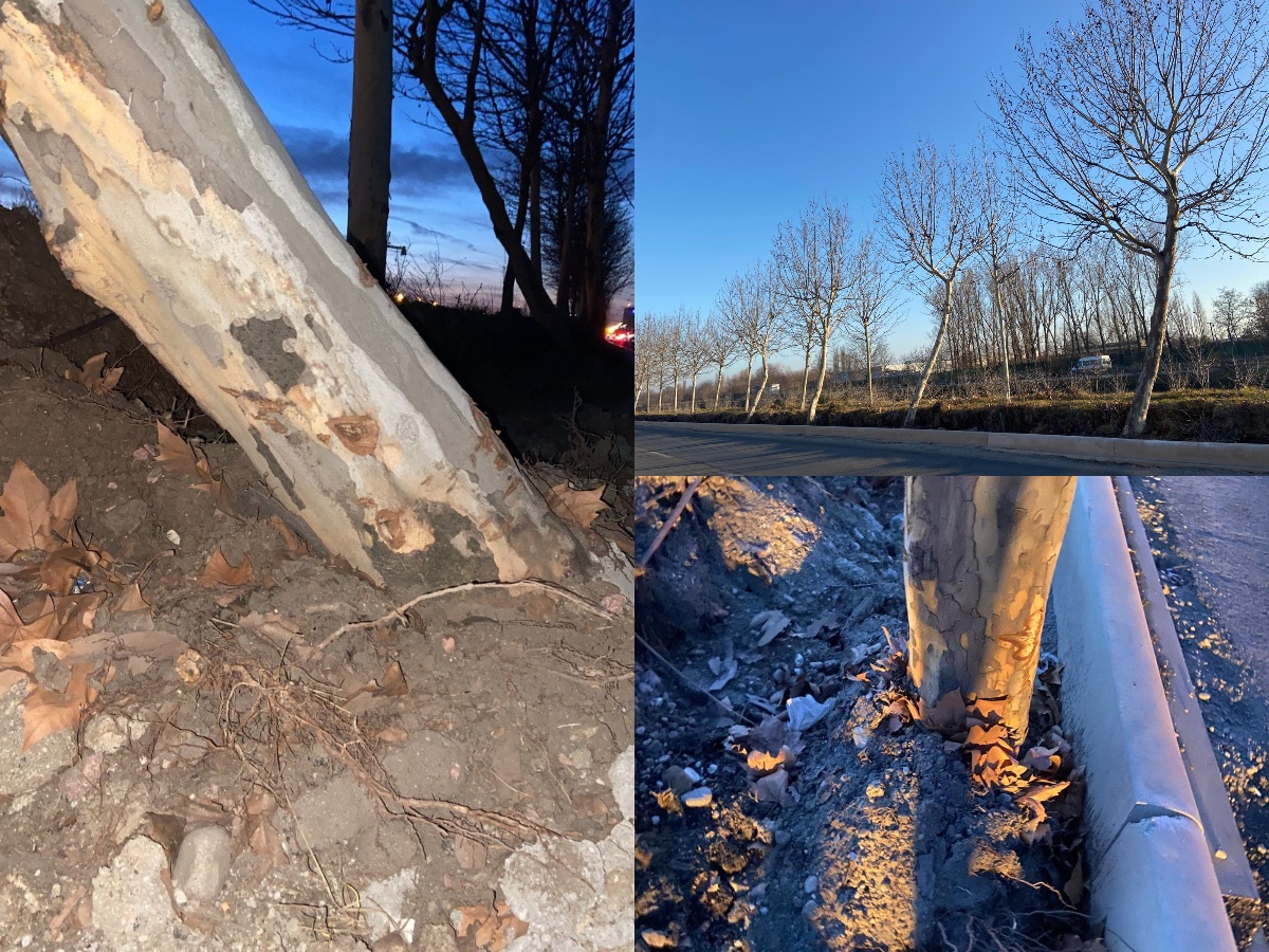 Primăria cumpără arbori de 50.000 de euro pentru