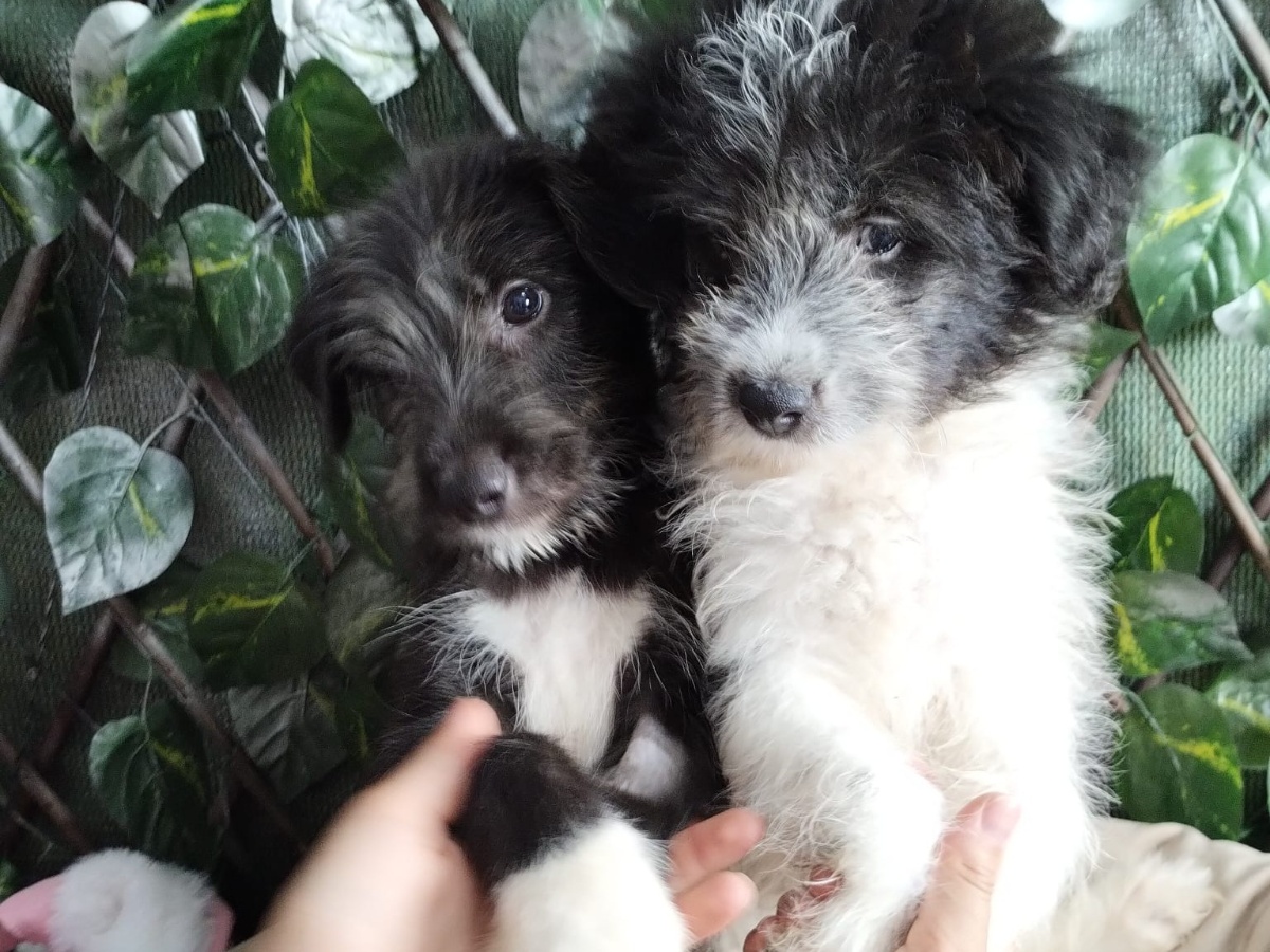 Târg de adopții căței în Complexul Vulcan din Sectorul 5, pe 15 noiembrie