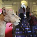 „În așteptarea Crăciunului”, ateliere pentru copii la Muzeul Antipa. FOTO: Arhiva