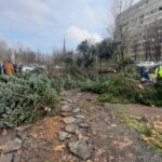 Brazi bătrâni din Sectorul 3, puși la pământ. Foto: Aici a fost o pădure/ aici ar putea fi o pădure