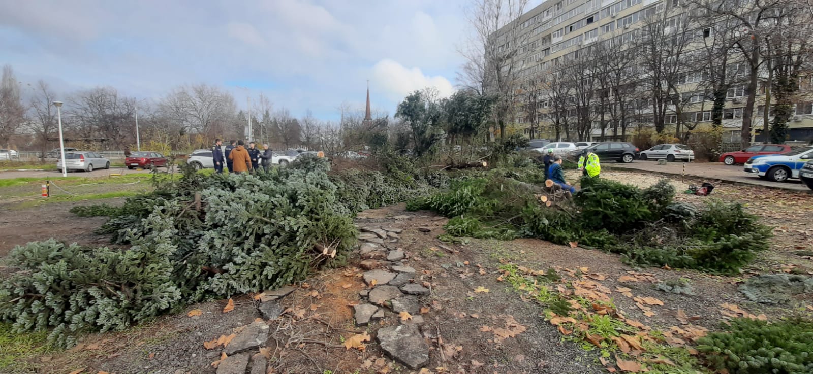 Brazi bătrâni din Sectorul 3, puși la pământ. Foto: Aici a fost o pădure/ aici ar putea fi o pădure