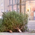 Sector 6 | 12 centre de colectare pentru brazii naturali de Crăciun | FOTO: Arhiva