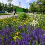 Primăria Sectorului 6 cumpără flori „rezistente la condiții meteo diverse”