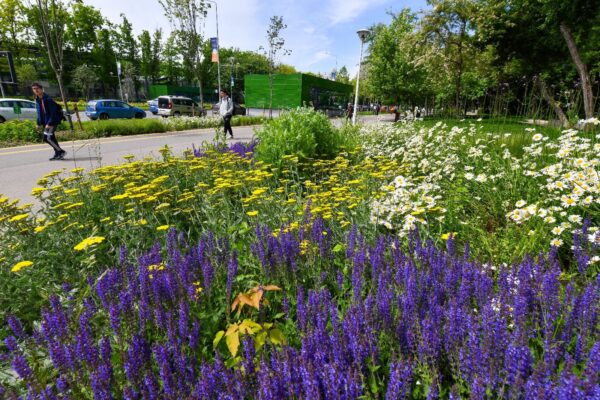 Primăria Sectorului 6 cumpără flori „rezistente la condiții meteo diverse”