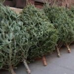 Câți brazi de Crăciun au colectat primăriile de sector, după sărbători. FOTO: PS2