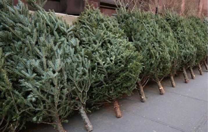 Câți brazi de Crăciun au colectat primăriile de sector, după sărbători. FOTO: PS2