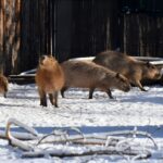 Grădina Zoologică București aproape 100 de vizitatori pe oră
