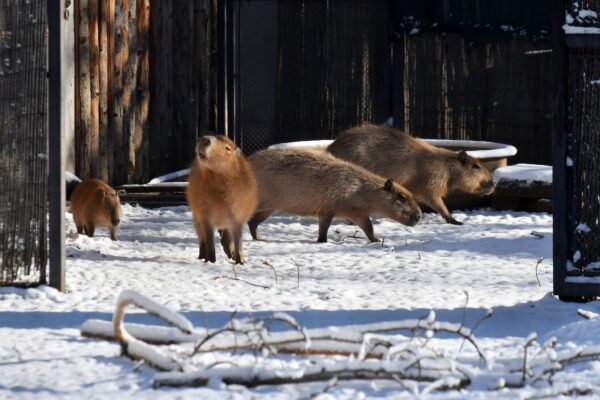 Grădina Zoologică București aproape 100 de vizitatori pe oră