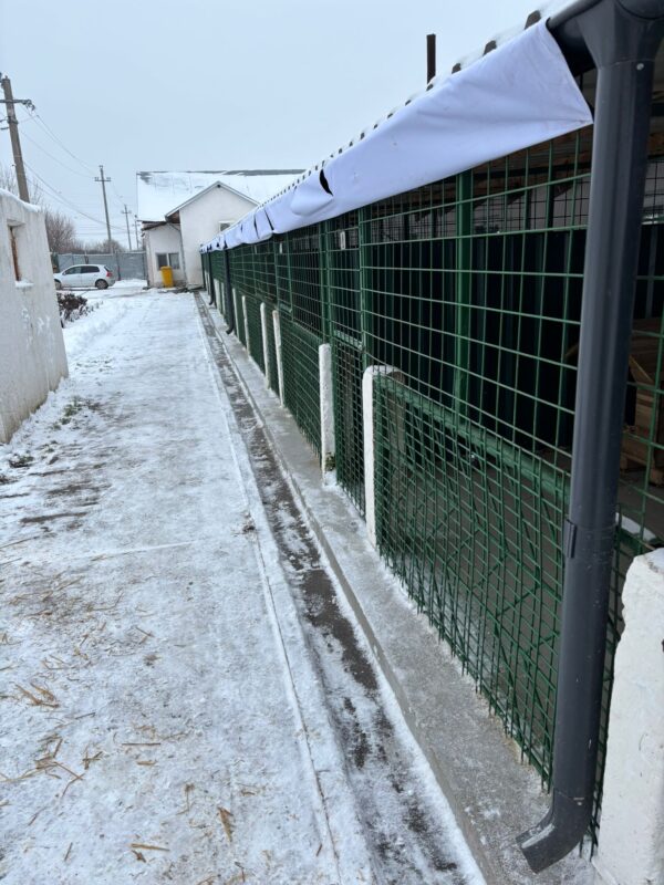 ASPA cere ajutorul cetățenilor pentru îngrijirea animalelor, pe timp de ger. FOTO: ASPA