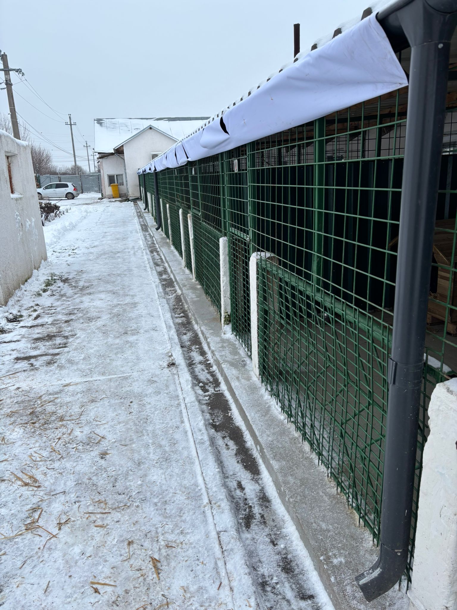 ASPA cere ajutorul cetățenilor pentru îngrijirea animalelor, pe timp de ger. FOTO: ASPA