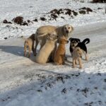 Ilfov | Continuă sterilizările și microcipările gratuite. Programul actualizat. FOTO: CJ Ilfov