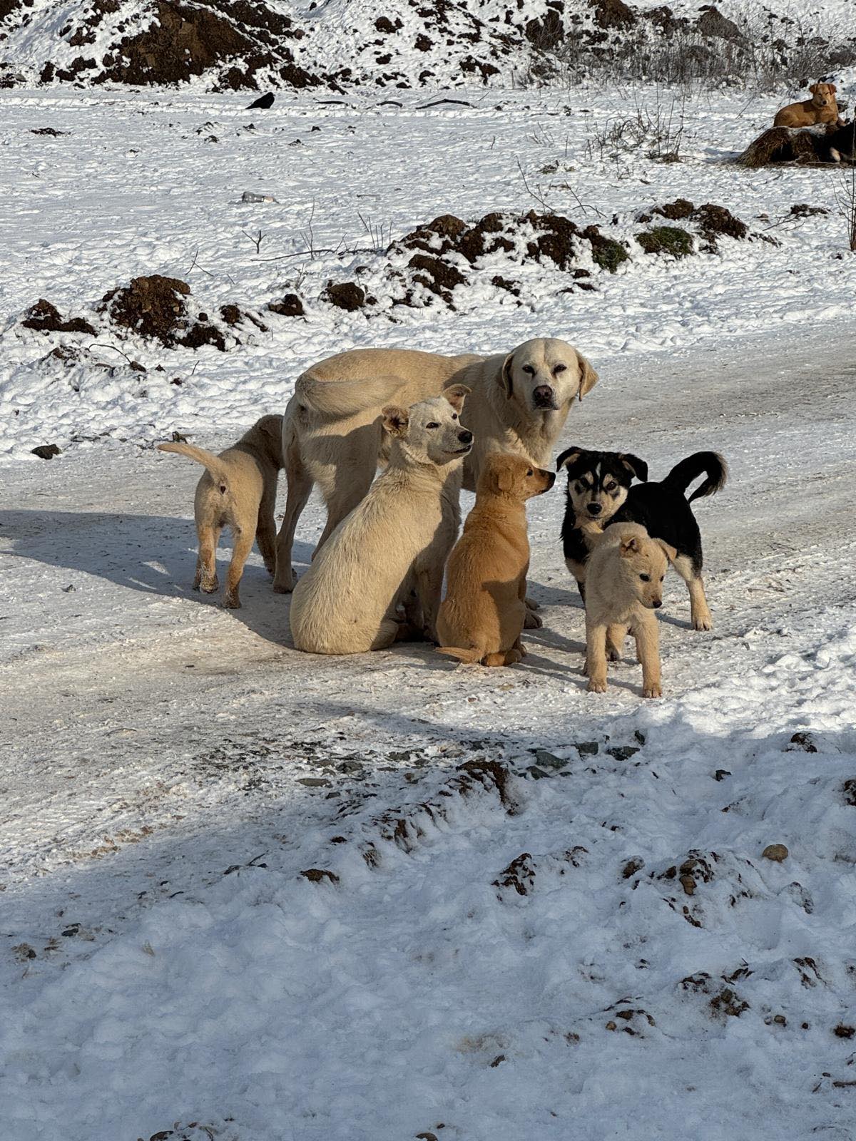 Ilfov | Continuă sterilizările și microcipările gratuite. Programul actualizat. FOTO: CJ Ilfov