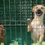 ASPA peste 2040 de căței adoptați 2025