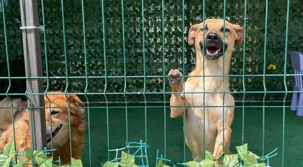 ASPA peste 2040 de căței adoptați 2025