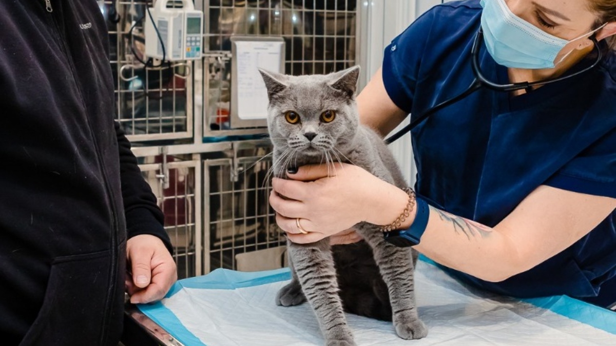 Campanie de sterilizări gratuite pentru pisici