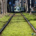 Gazonul „verde” distruge o nouă linie de tramvai
