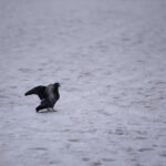 Persoanele fizice și asociațiile de proprietari riscă amenzi de până la 2.000 de lei pentru neglijență