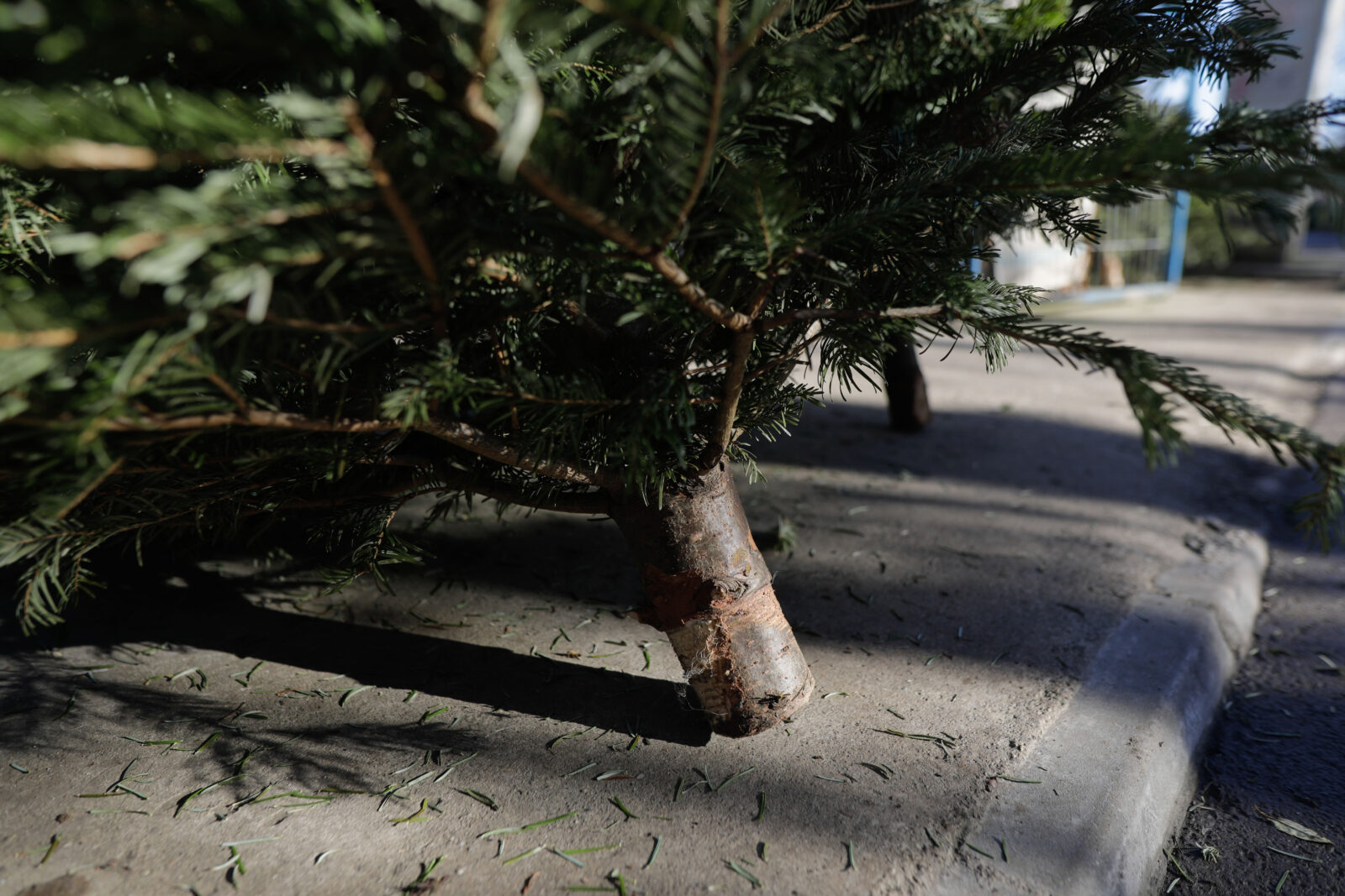 Sector 3 | Cum se colectează brazii de Crăciun | FOTO: Inquam Photos / George Călin