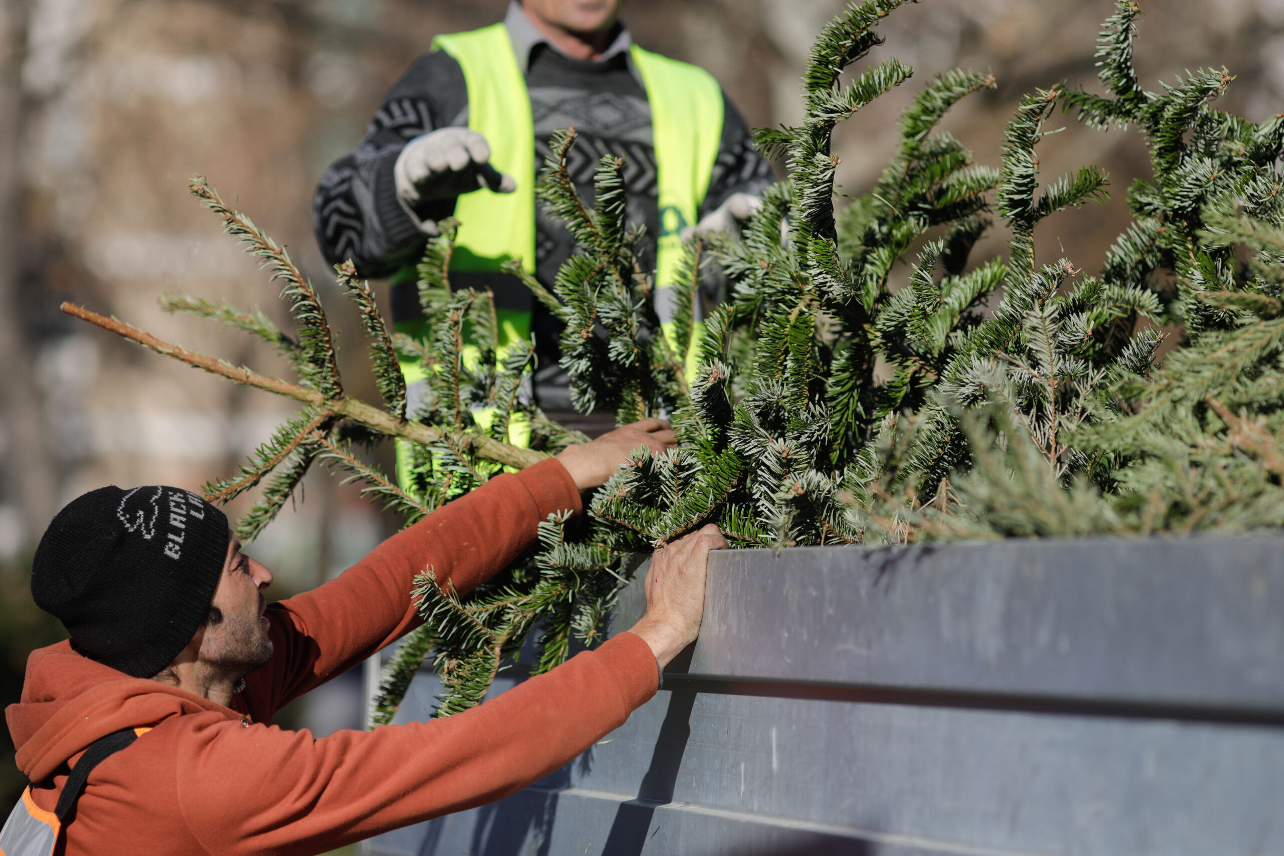 Brazi de Crăciun colectați non-stop în Sectorul 2: programare din fața casei ta!