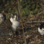 Sector 2 | Programul „Blănoșii în siguranță” continuă și anul acesta. FOTO: Arhiva