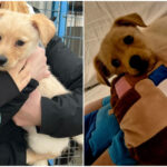 Primul contract de foster ASPA