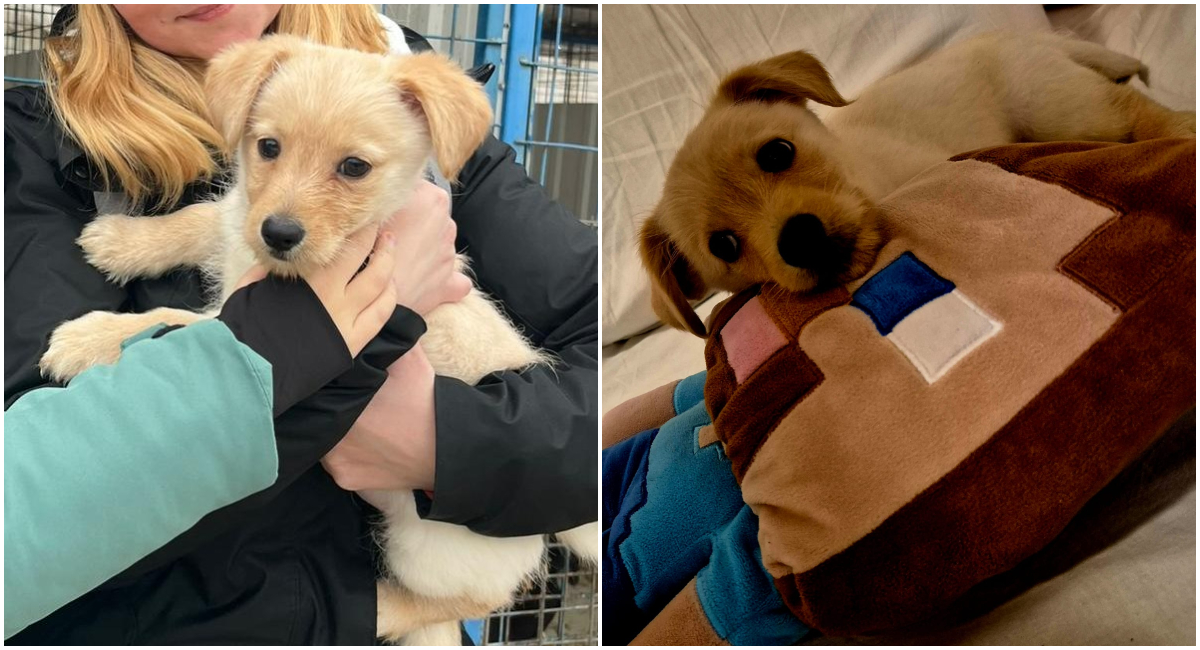 Primul contract de foster ASPA