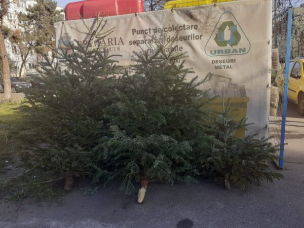 Sector 1 | Cum se colectează brazii de Crăciun