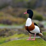 Noi tarife de acces la Gradina Zoologică din Băneasă. Proiectul va fi supus la vot joi | FOTO: Zoo Bucuresti