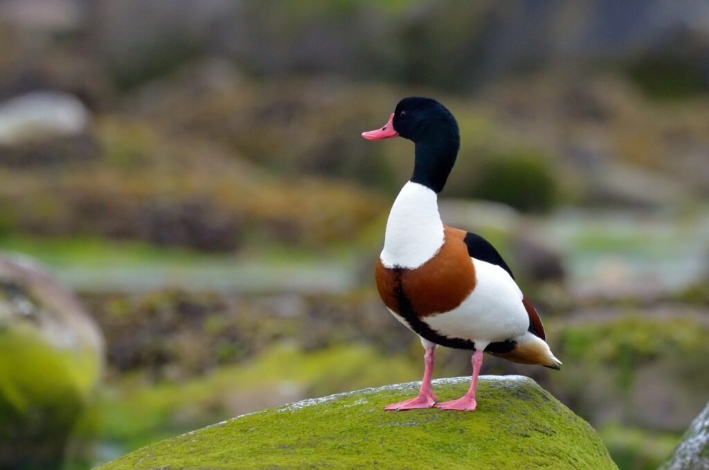Noi tarife de acces la Gradina Zoologică din Băneasă. Proiectul va fi supus la vot joi | FOTO: Zoo Bucuresti