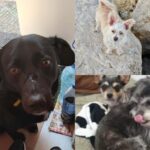 O femeie a chemat ASPA pentru câini abandonați, după ce i-a abandonat