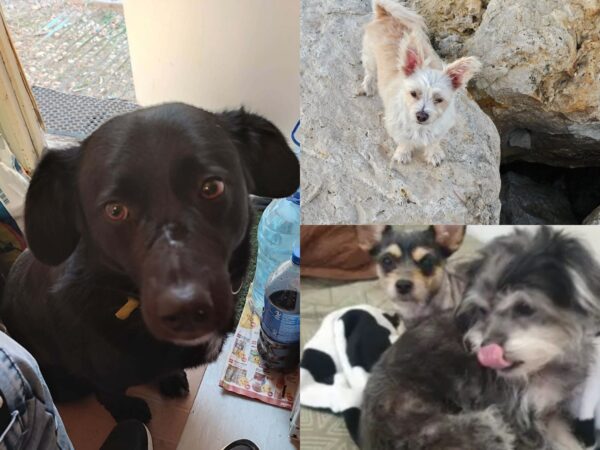 O femeie a chemat ASPA pentru câini abandonați, după ce i-a abandonat