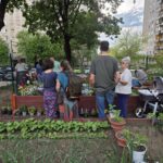 Grădinile comunitare, încă interzise în București. O rețea nou-înființată cere primăriilor să le legalizeze