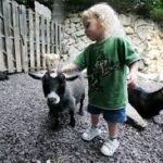 „Petting zoo” în parcul Tei. Un proiect educativ se află pe masa consilierilor generali. FOTO: Wikipedia