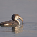 Cufundarii polari vin în Capitală. Asociația Parcul Natural București organizează un tur ghidat pe Lacul Morii, sâmbătă | FOTO: pasaridinromania.sor.ro