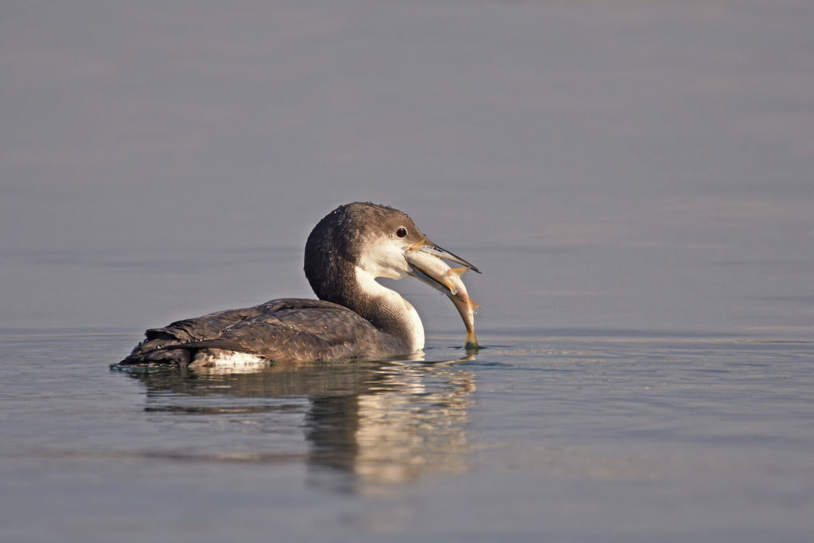 Cufundarii polari vin în Capitală. Asociația Parcul Natural București organizează un tur ghidat pe Lacul Morii, sâmbătă | FOTO: pasaridinromania.sor.ro