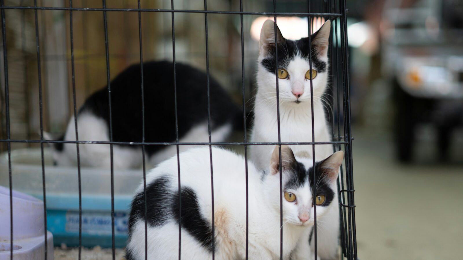 Târg de adopții de pisici în weekend