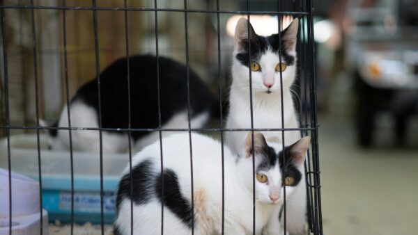 Târg de adopții de pisici în weekend