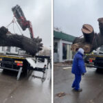 Stejarul de 300 de ani