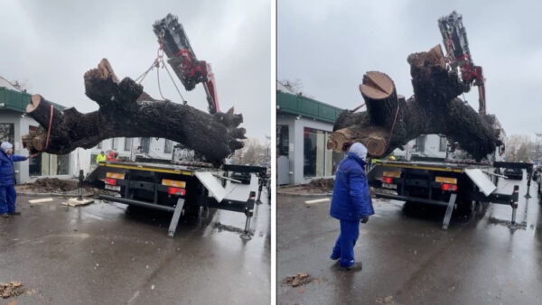 Stejarul de 300 de ani