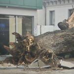 stejar de 300 de ani