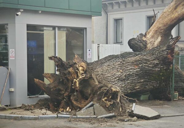 stejar de 300 de ani